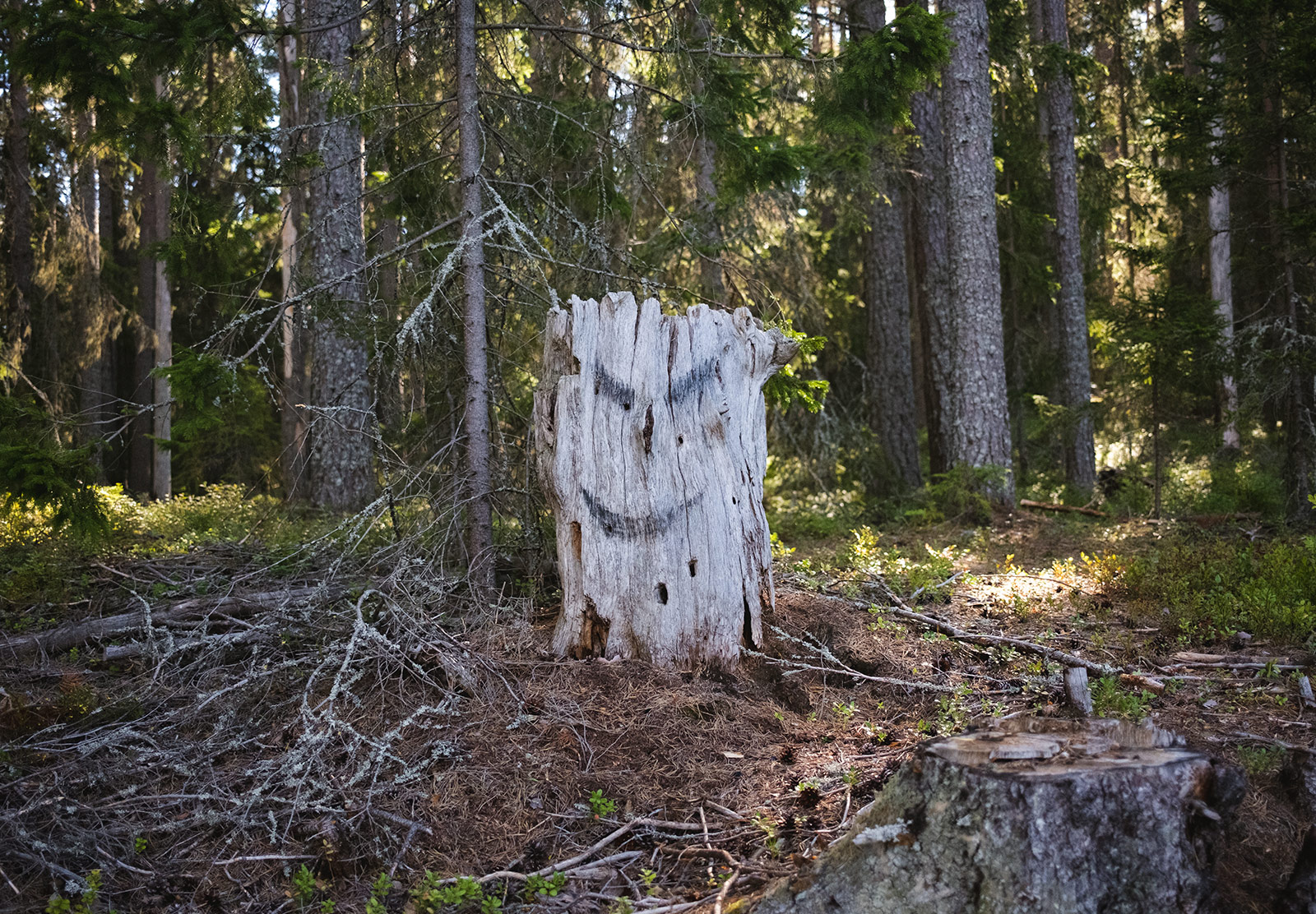 Sinister face on tree