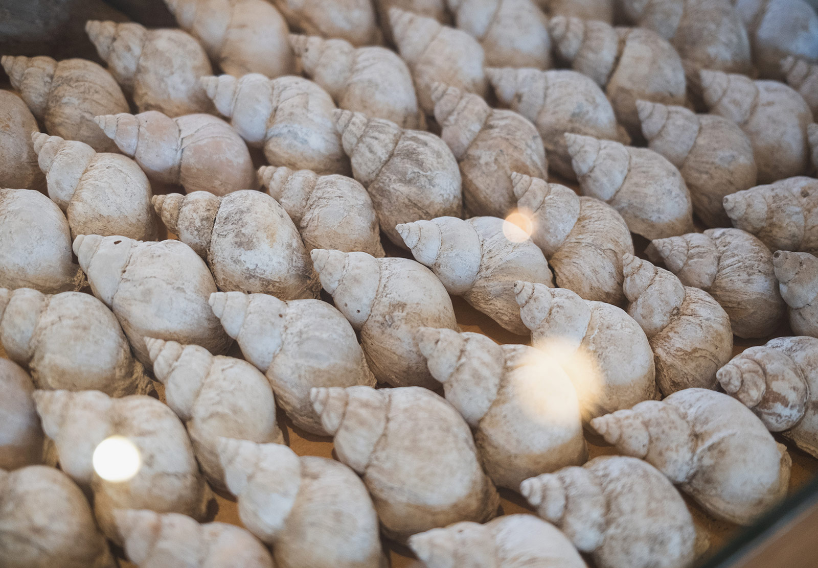 Closeup of old shells