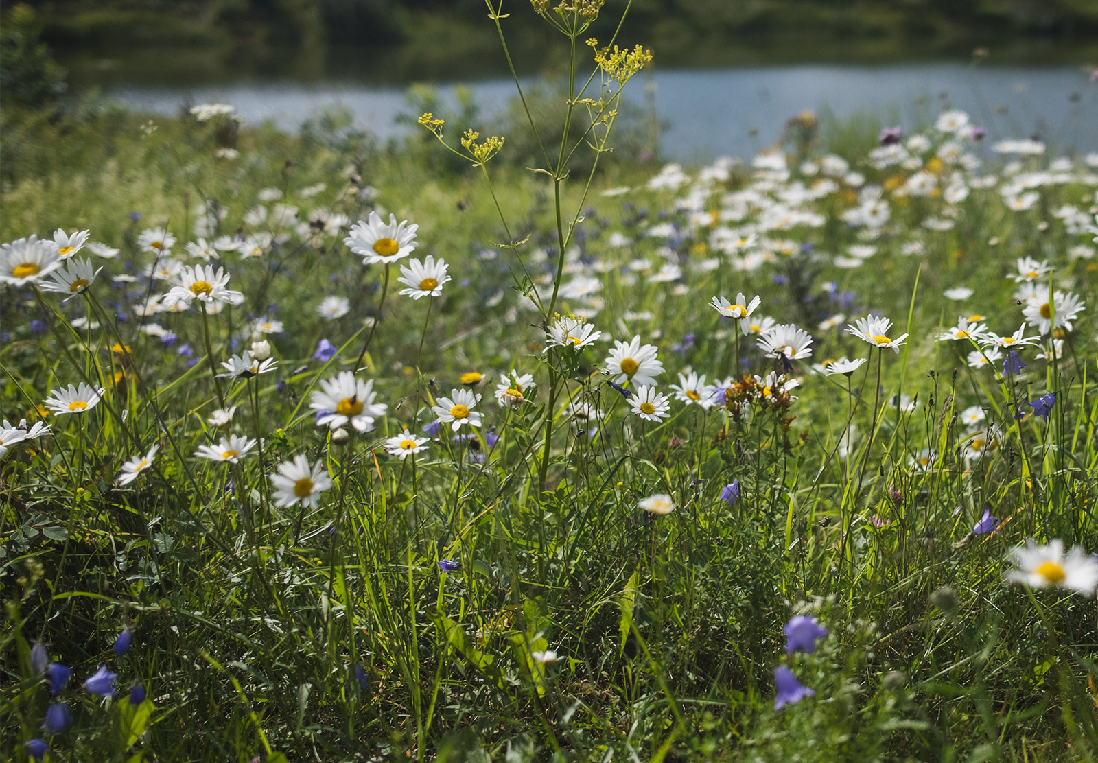 Closeup of wild daisies