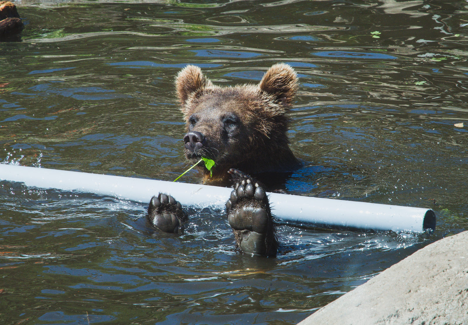 Bear in water