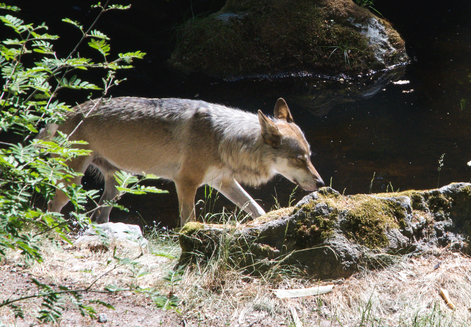 Wolf on the prowl
