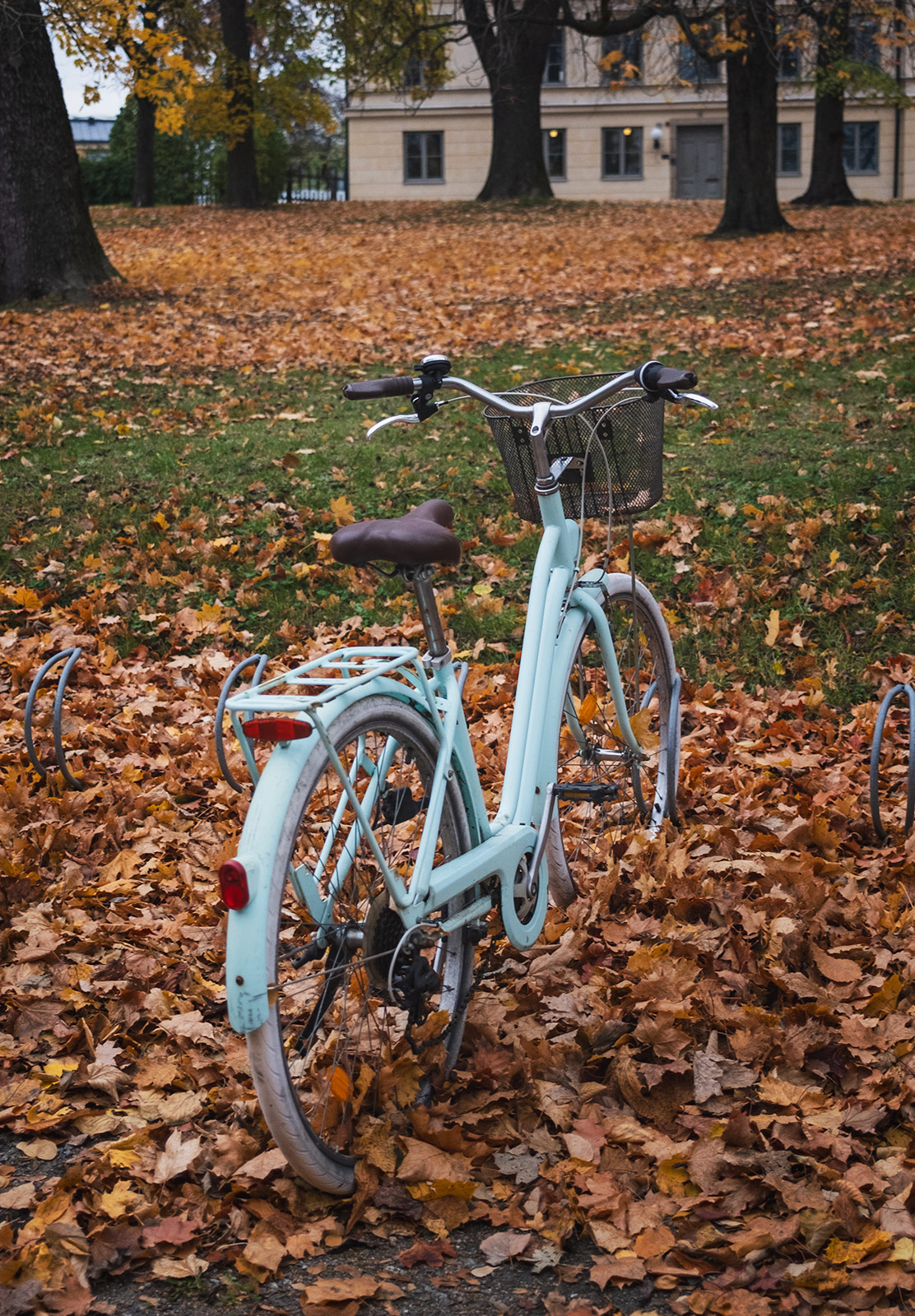 Bike parked in leaves