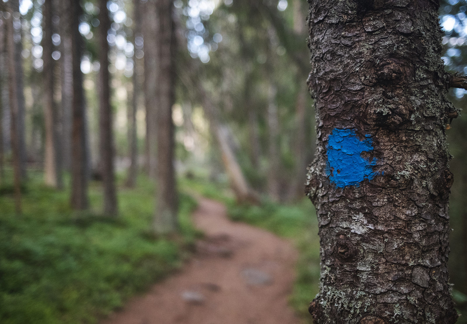 Blue paint marker on tree
