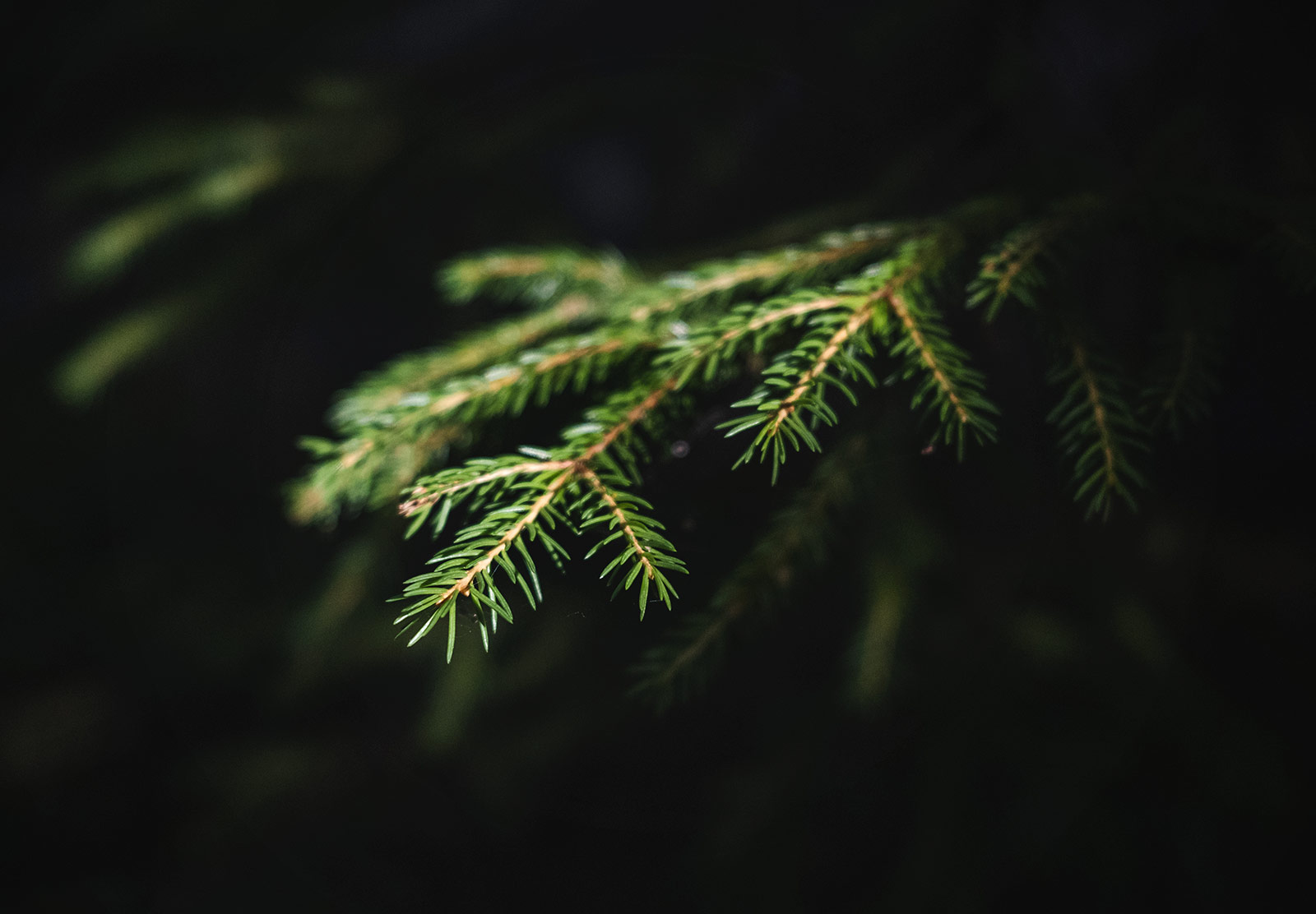 Spruce needles in the sun