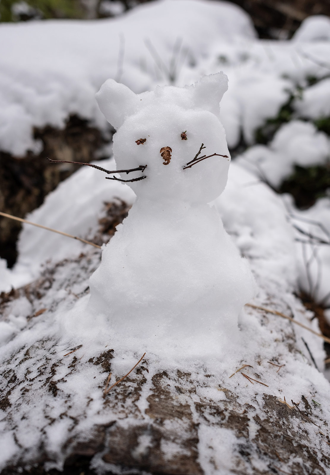 Snow in the shape of a cat