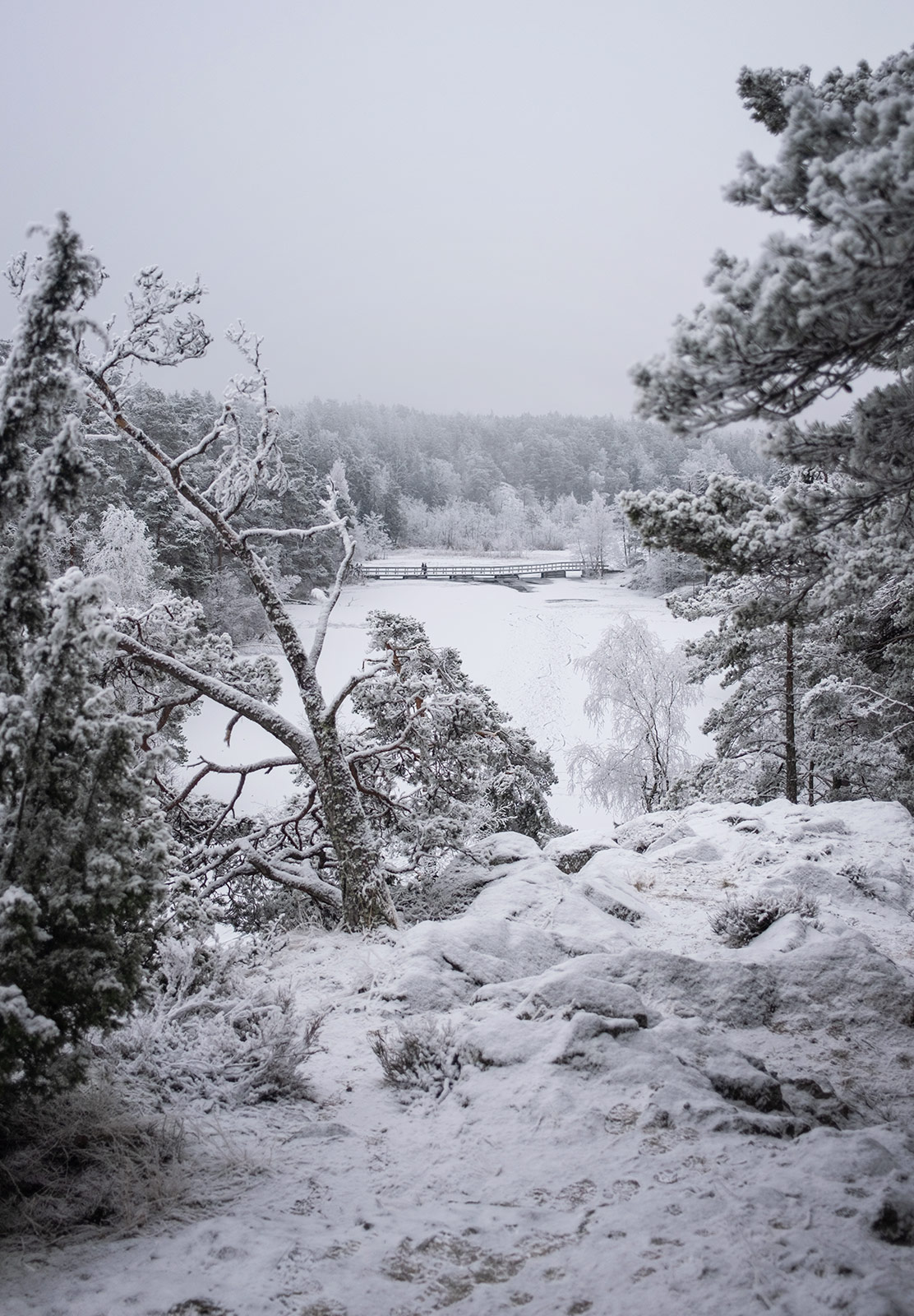 View of frozen lake through trees