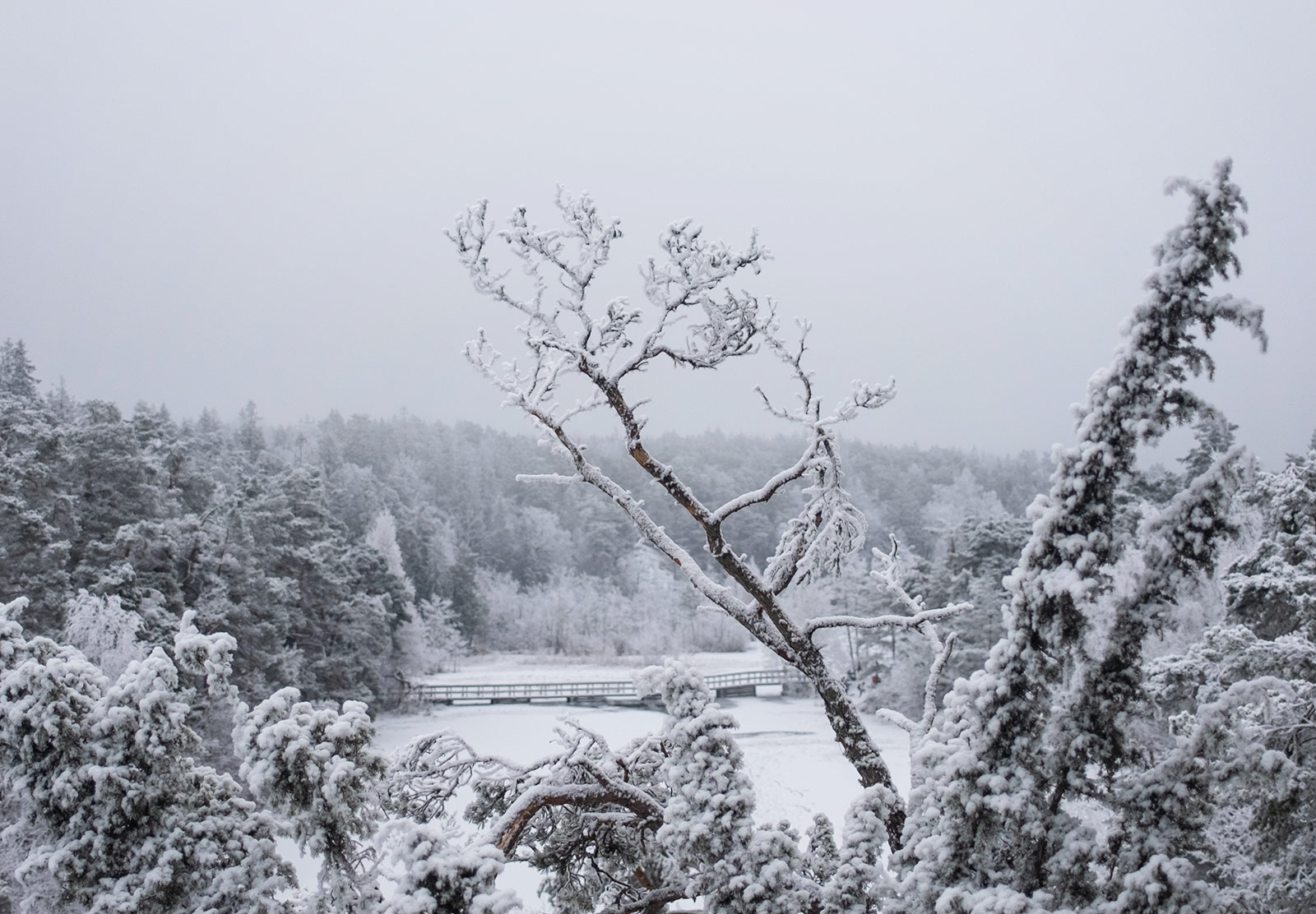 Snow on tree branches
