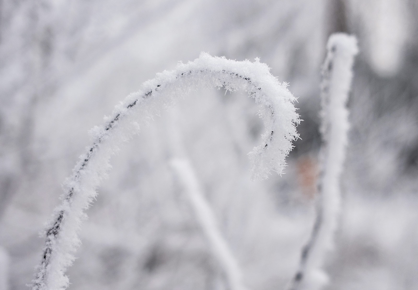 Snow covered branch