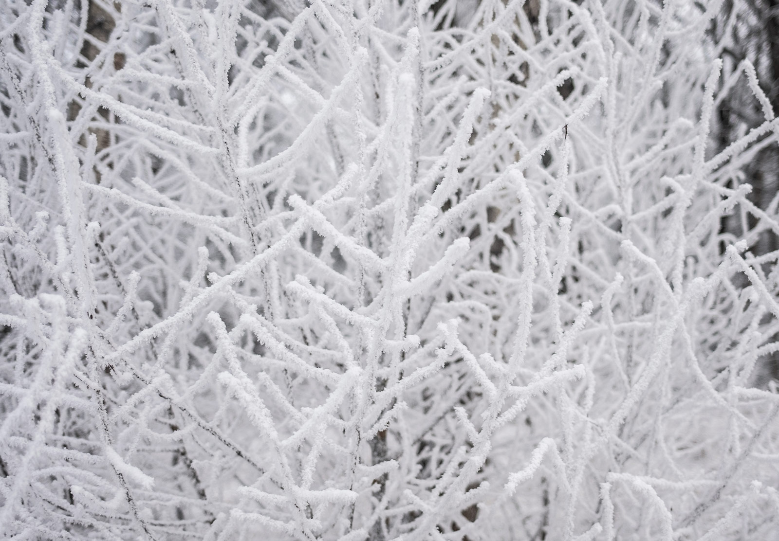 Snow covered branches