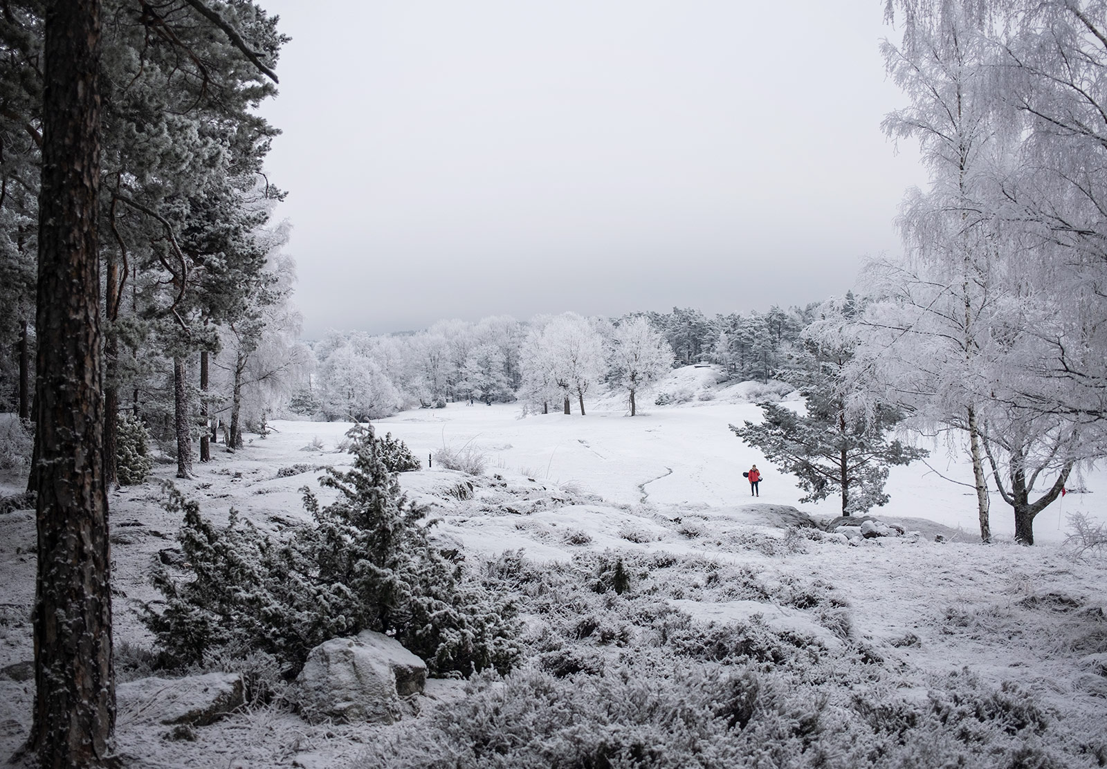 Snowy trees