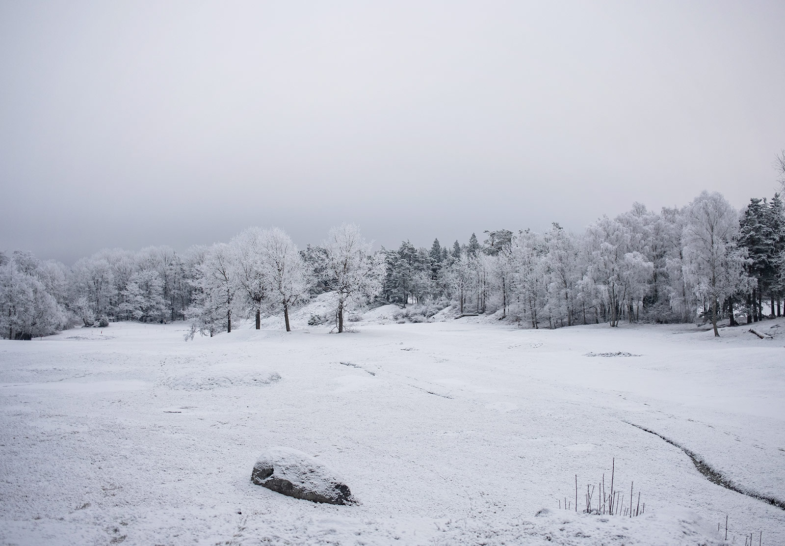 Snow covered ground and trees