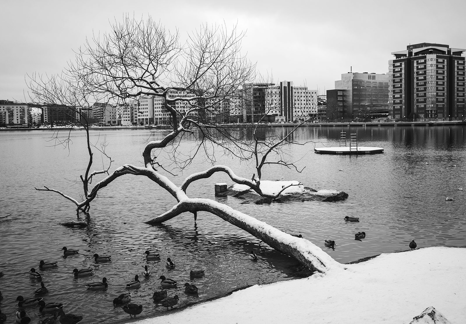 Snow on tree