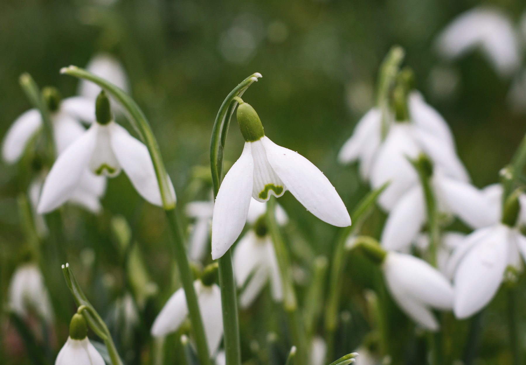 White snowdrop head