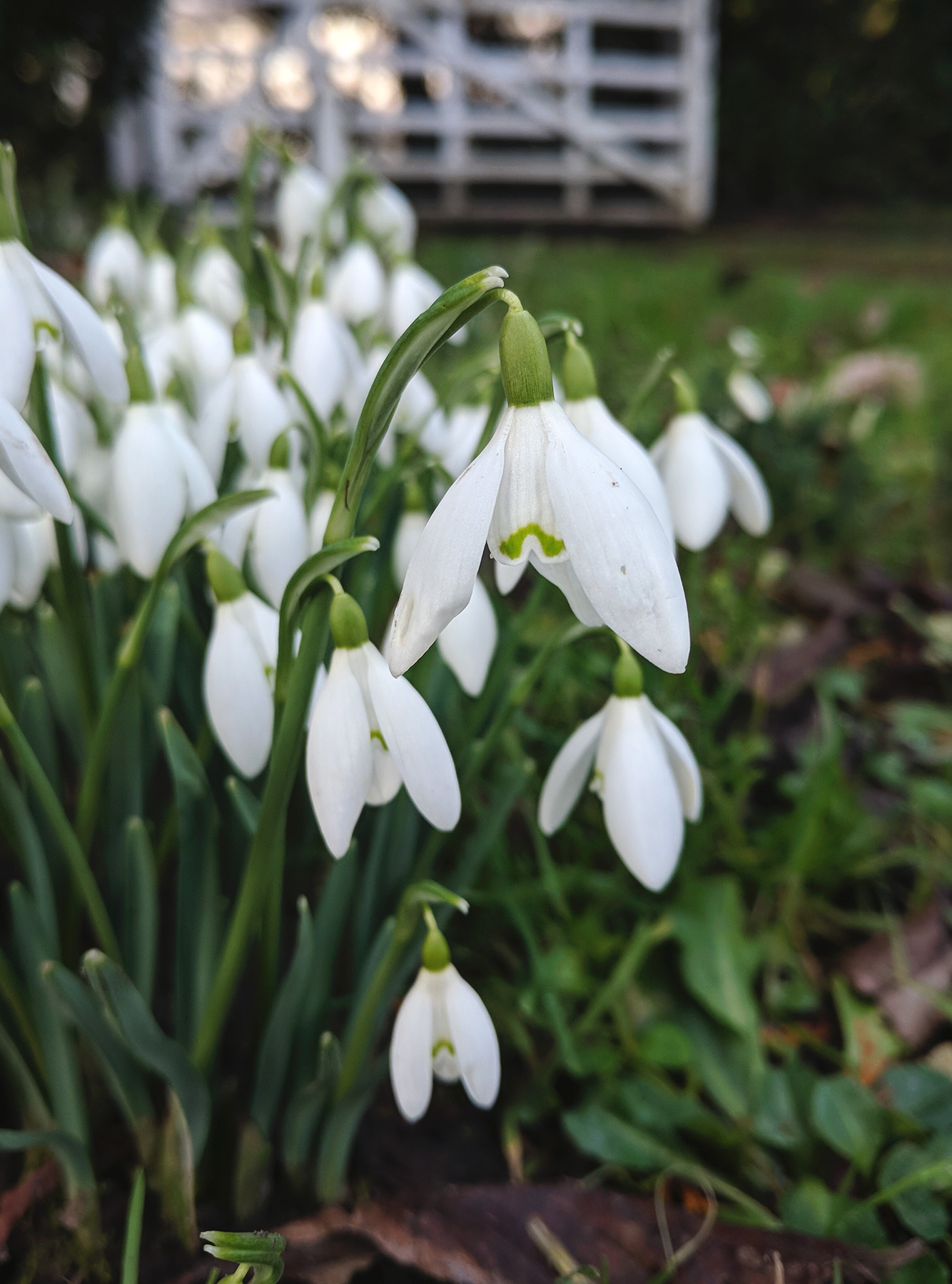 Cluster of snowdrops