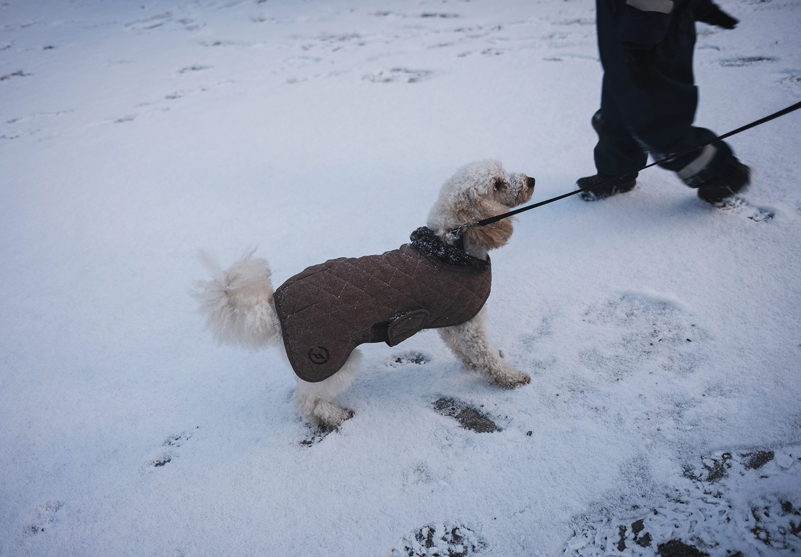 Dog wearing coat in the snow