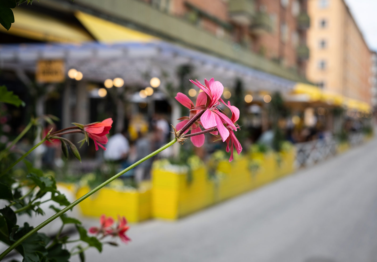Pink geranium
