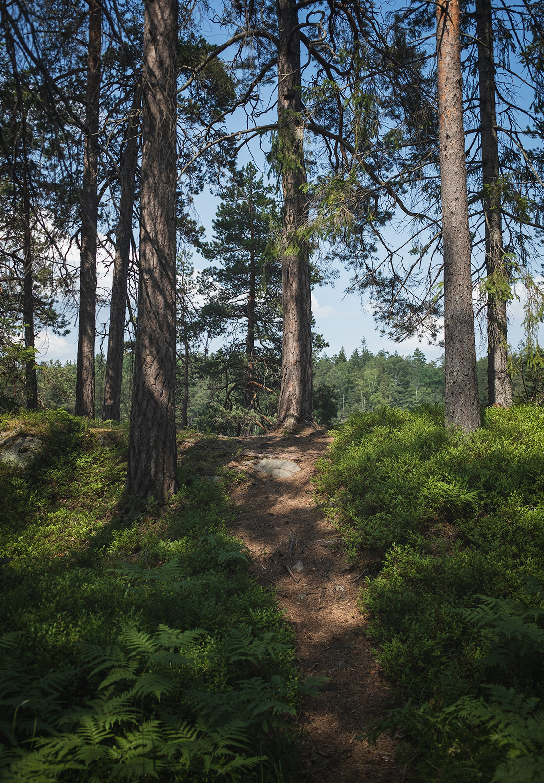Narrow trail in the forest