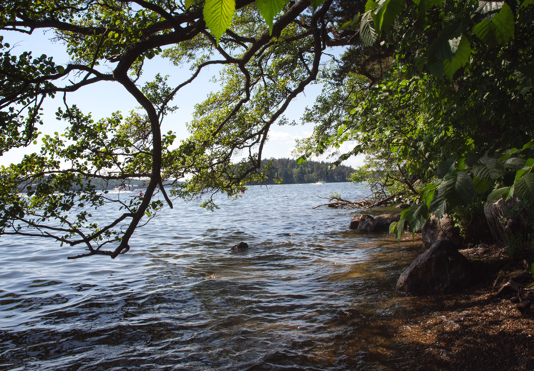 Tree on shoreline
