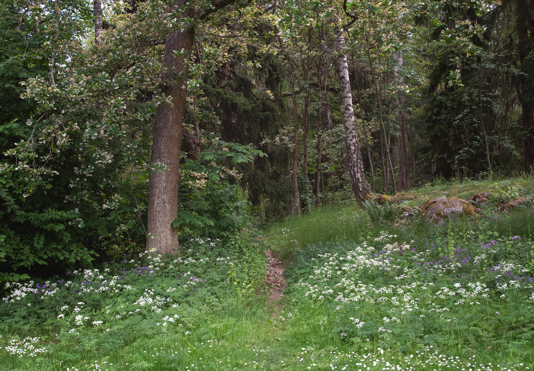 Path through grass