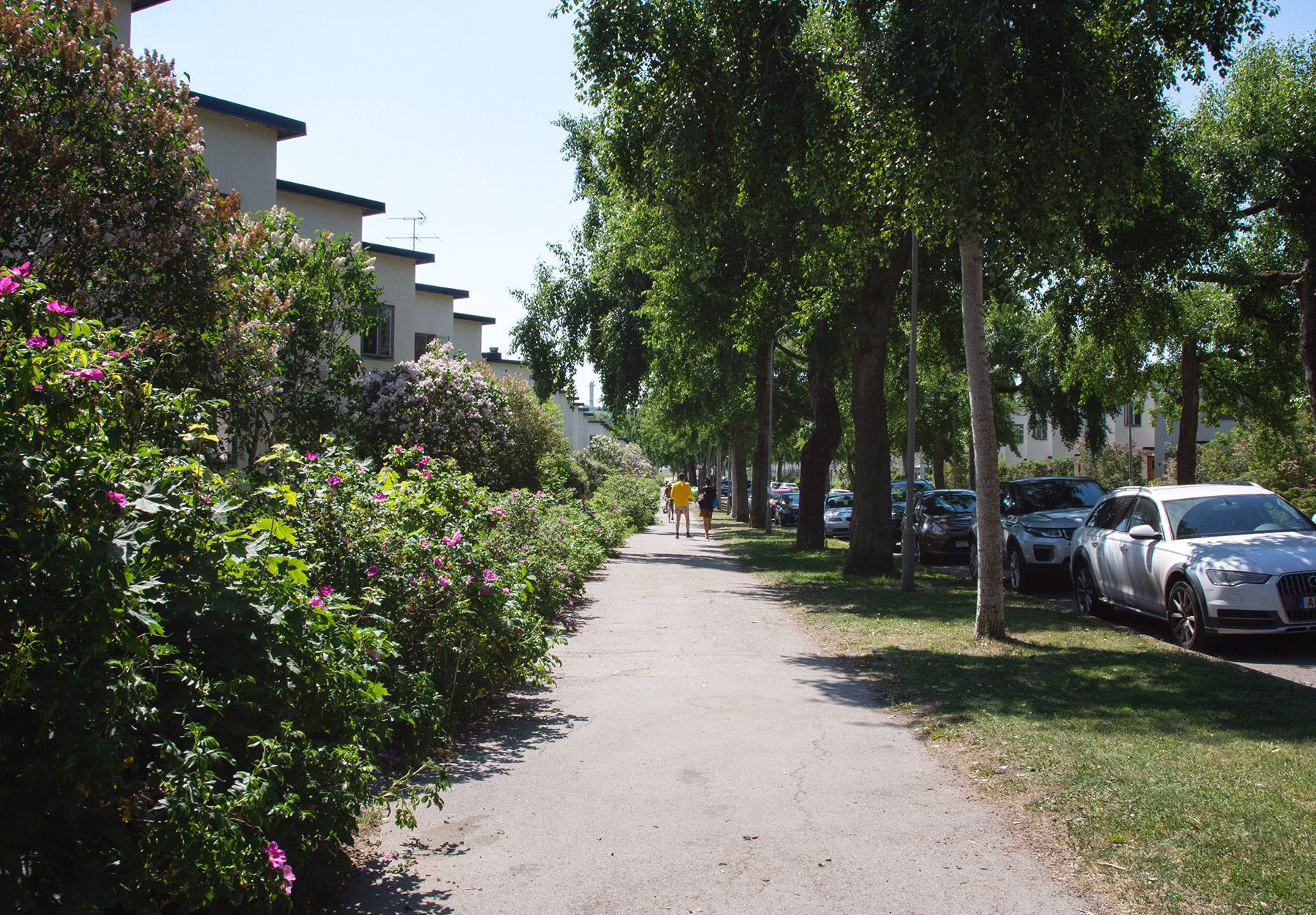 Tree lined street