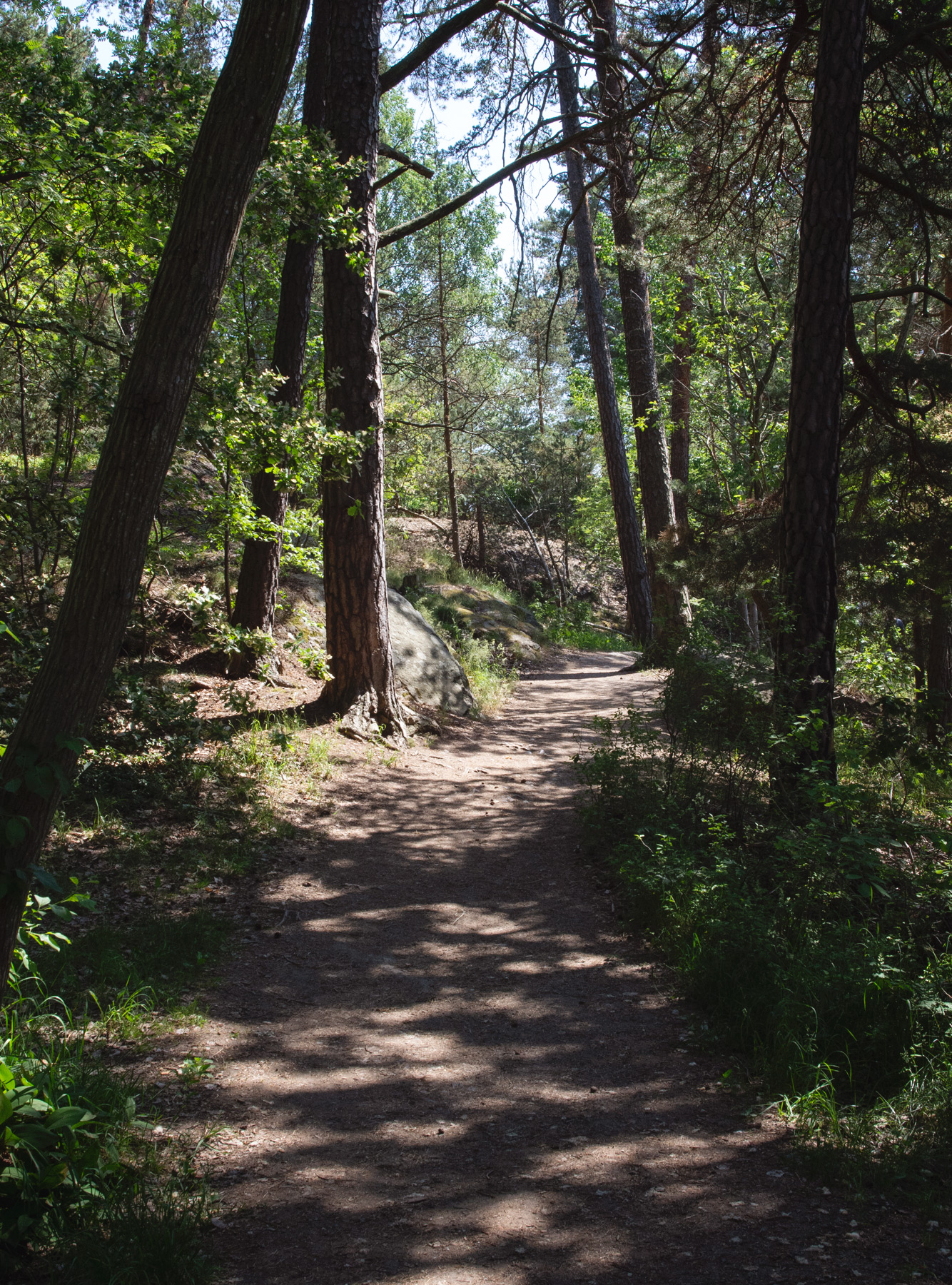 Tree lined trail