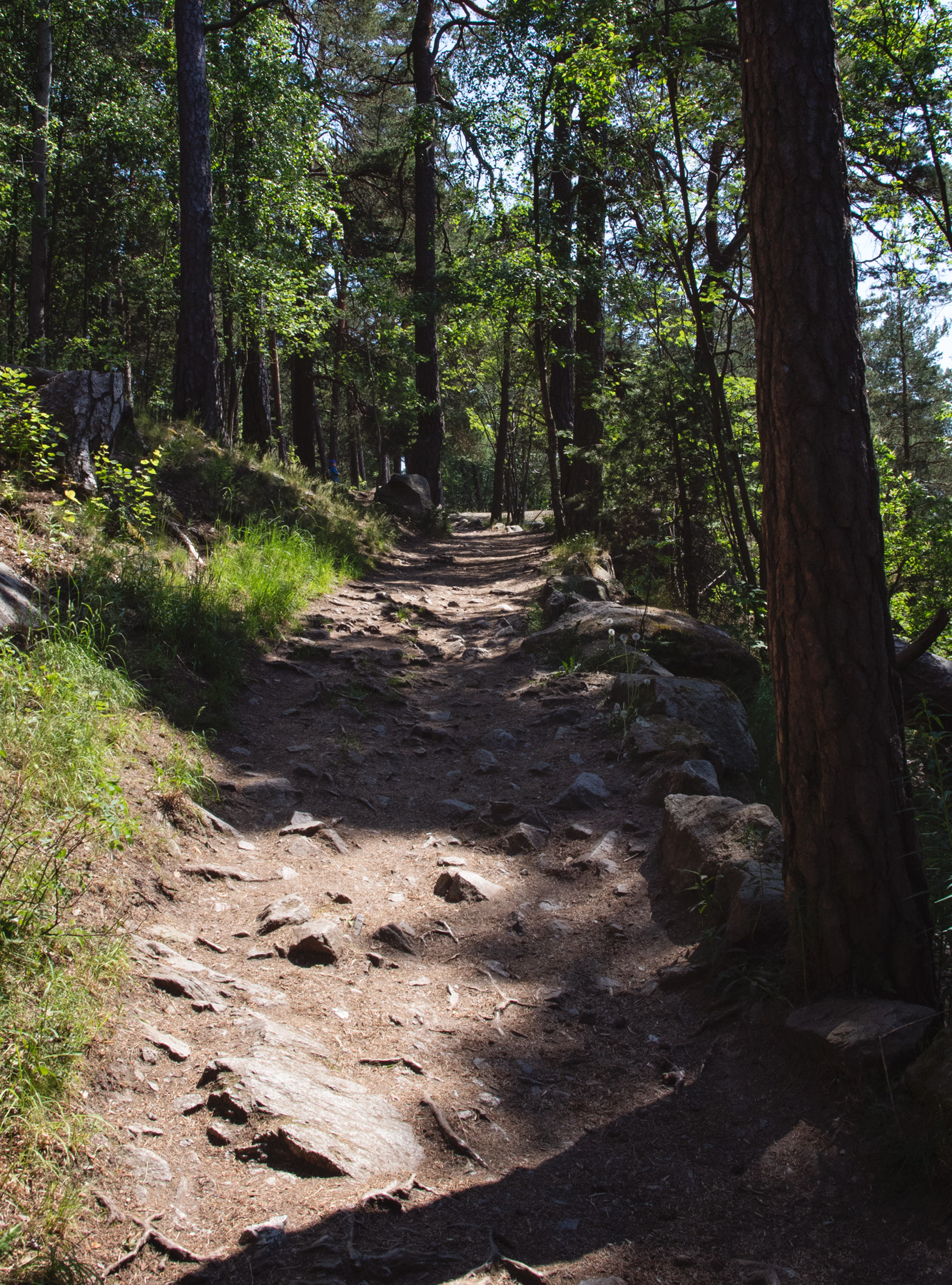 Tree lined dirt trail