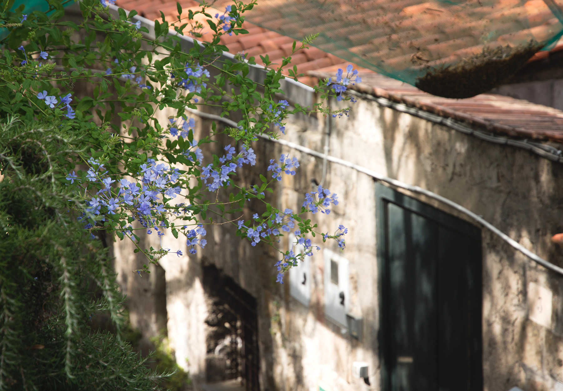 Blue flowers hanging over alley