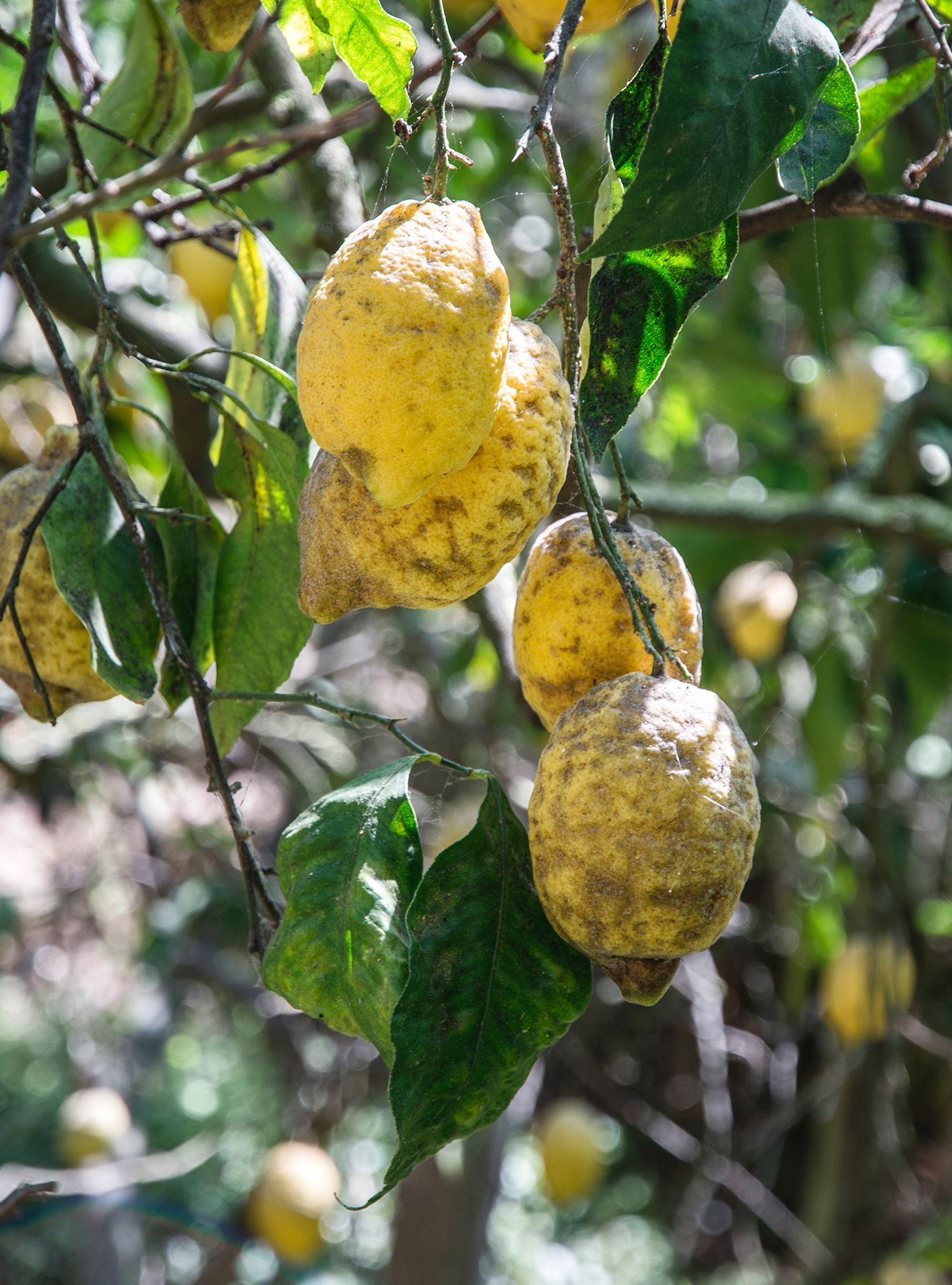 Lemons on a tree in the sun