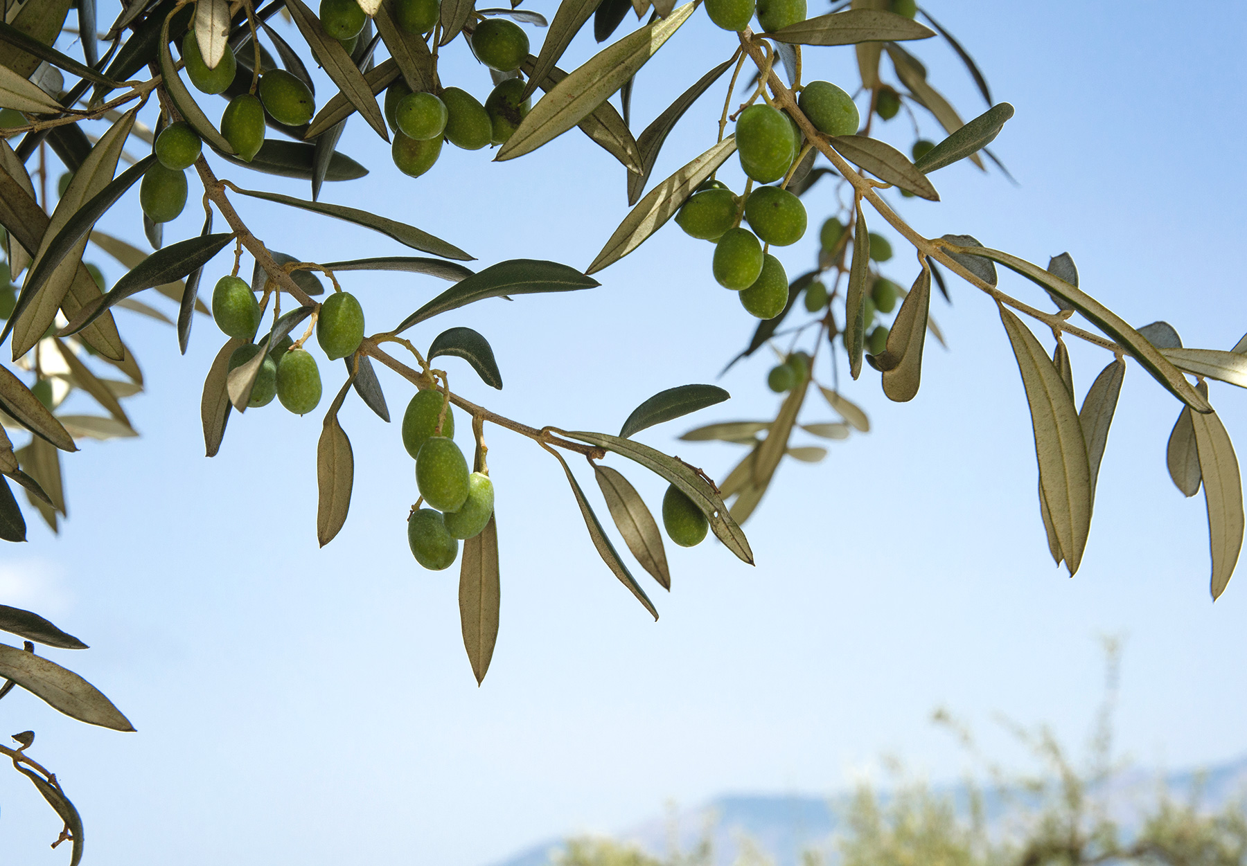 Green olives on tree