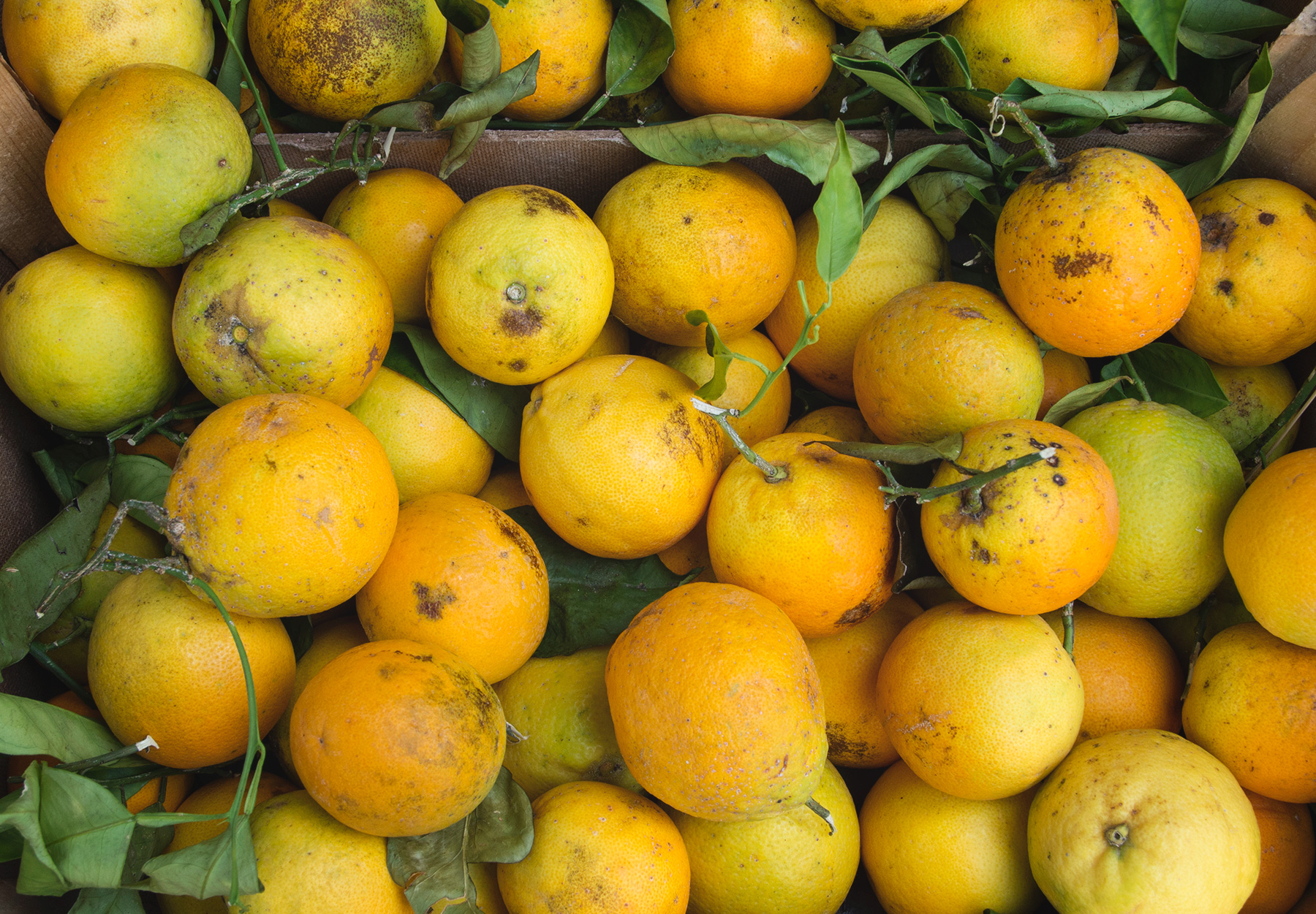 Pile of oranges