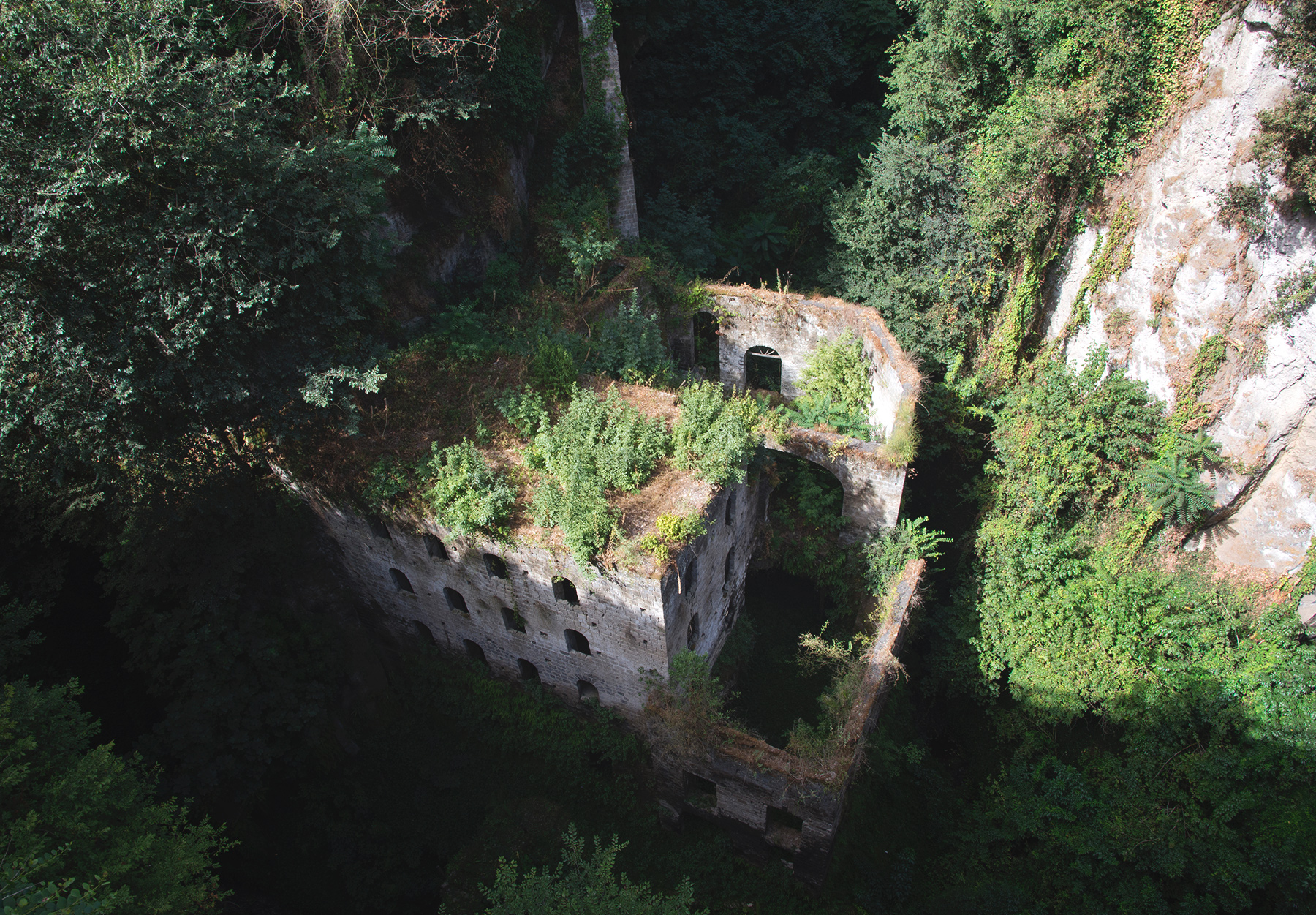 Trees growing over ruins