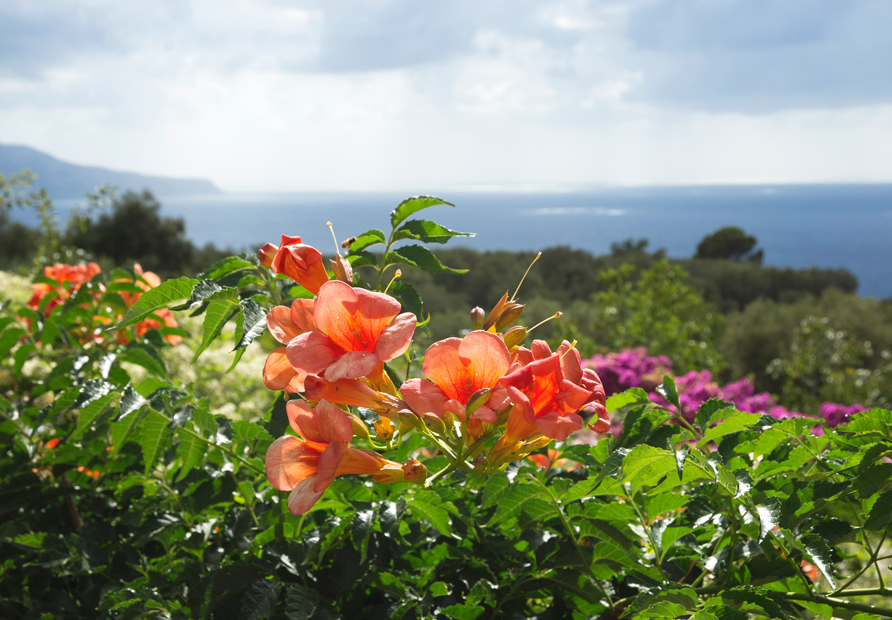 Sun behind orange flowers