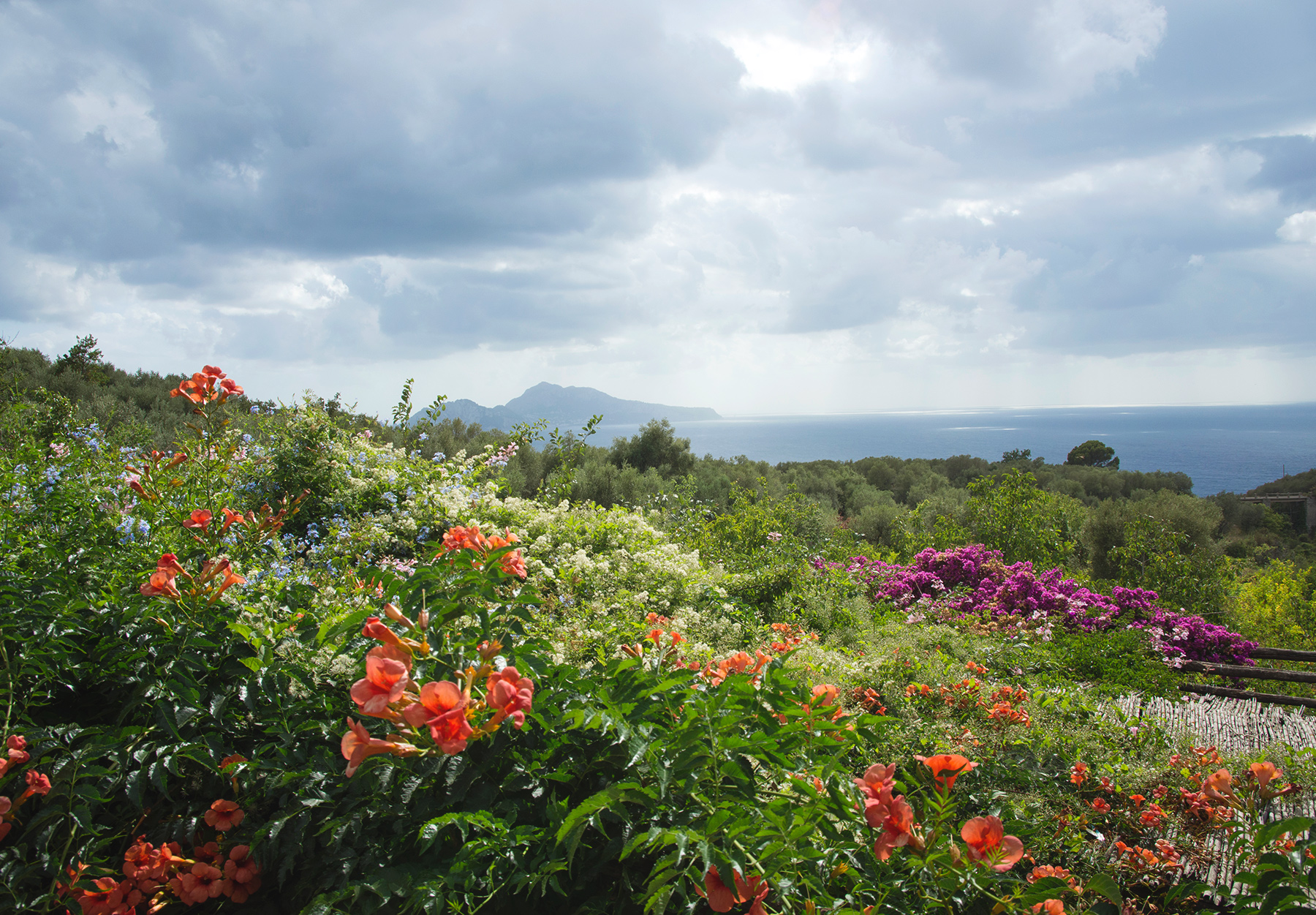 Flowers growing mountain side