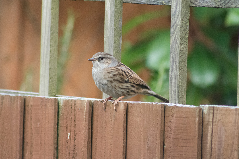Sparrow on fence