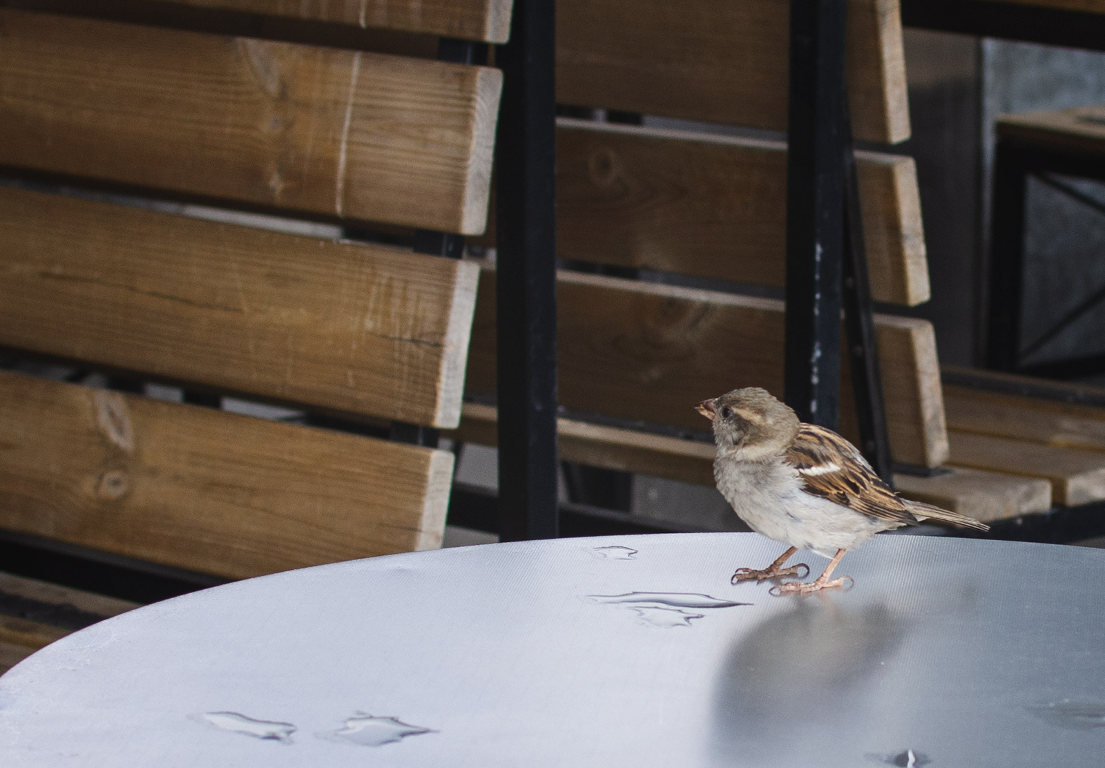 Sparrow on table