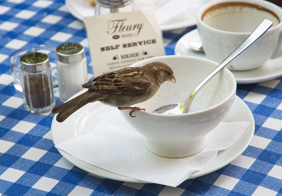 Sparrow on a teacup