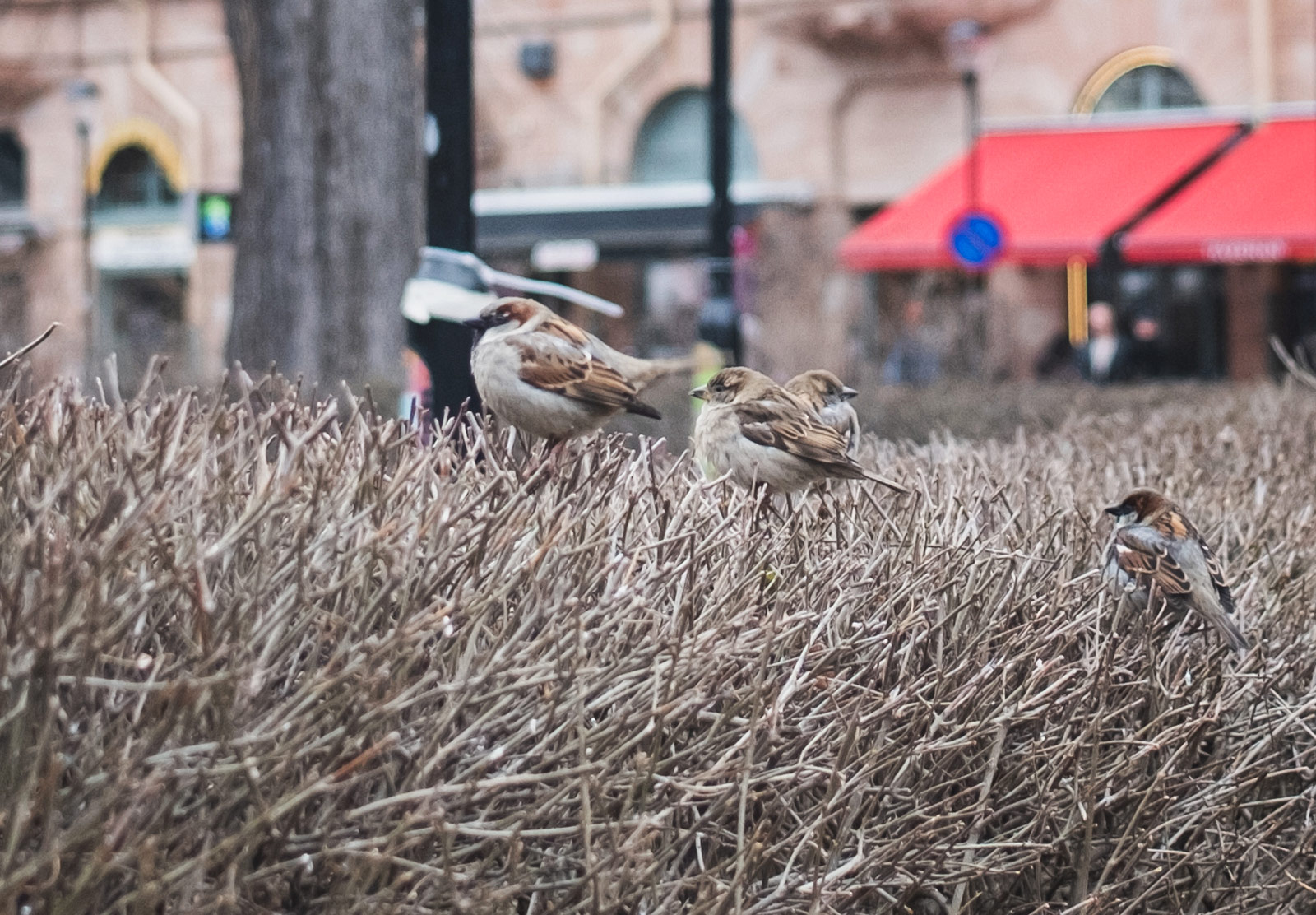 Birds sitting in a hedge