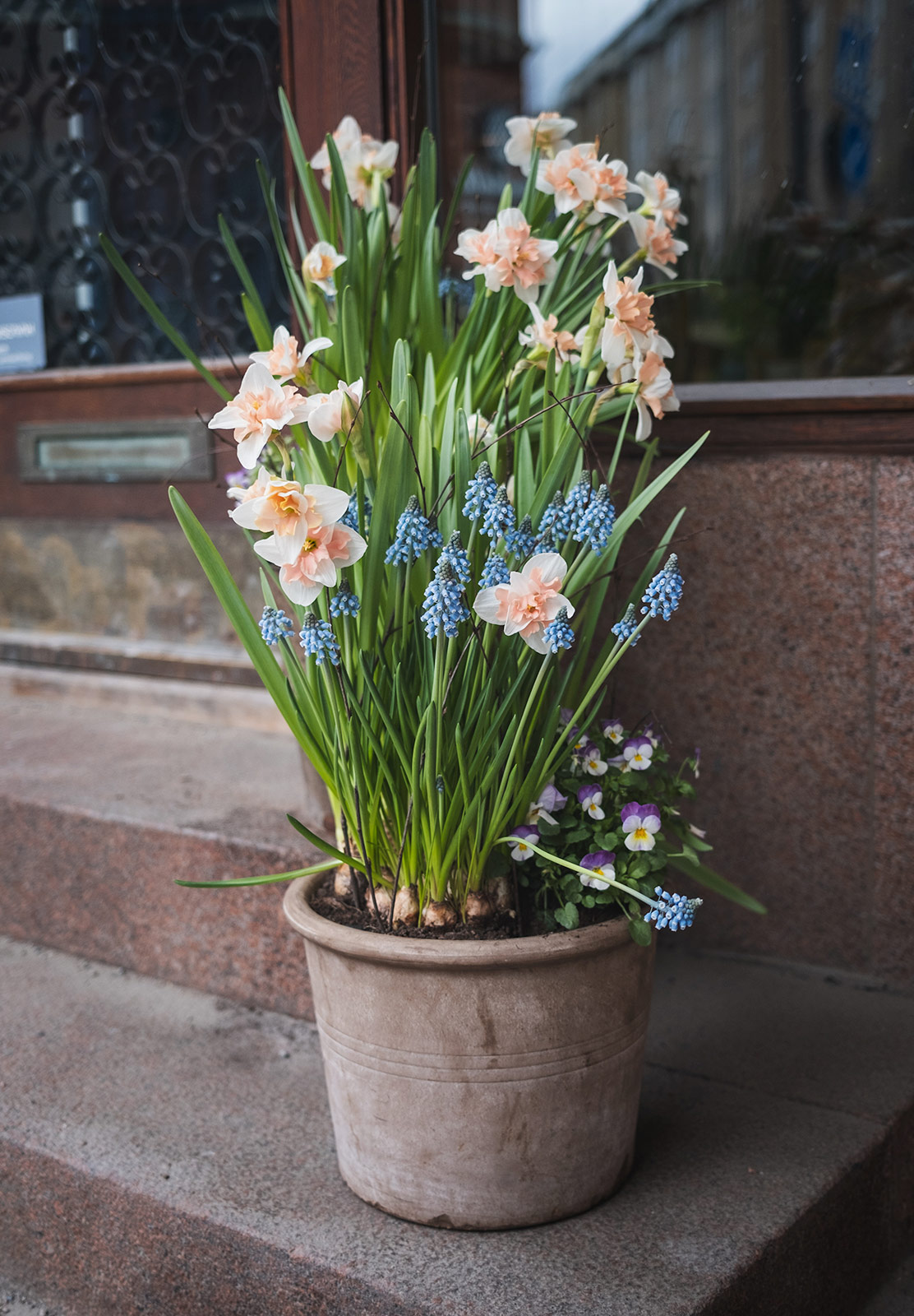 Pot of Spring bulbs on doorstep
