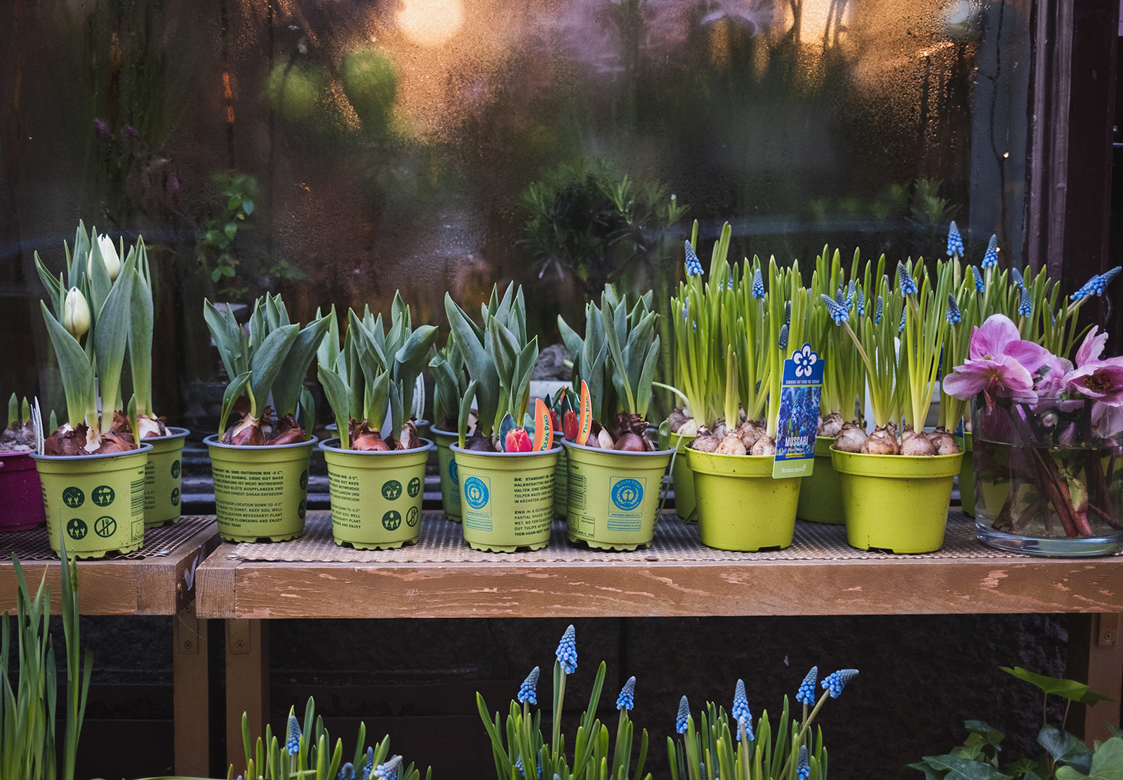 Row of bulbs in pots