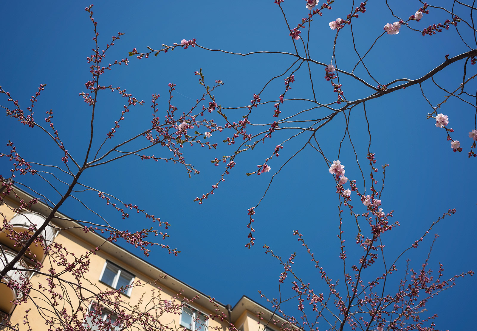 Small blossom buds on branches