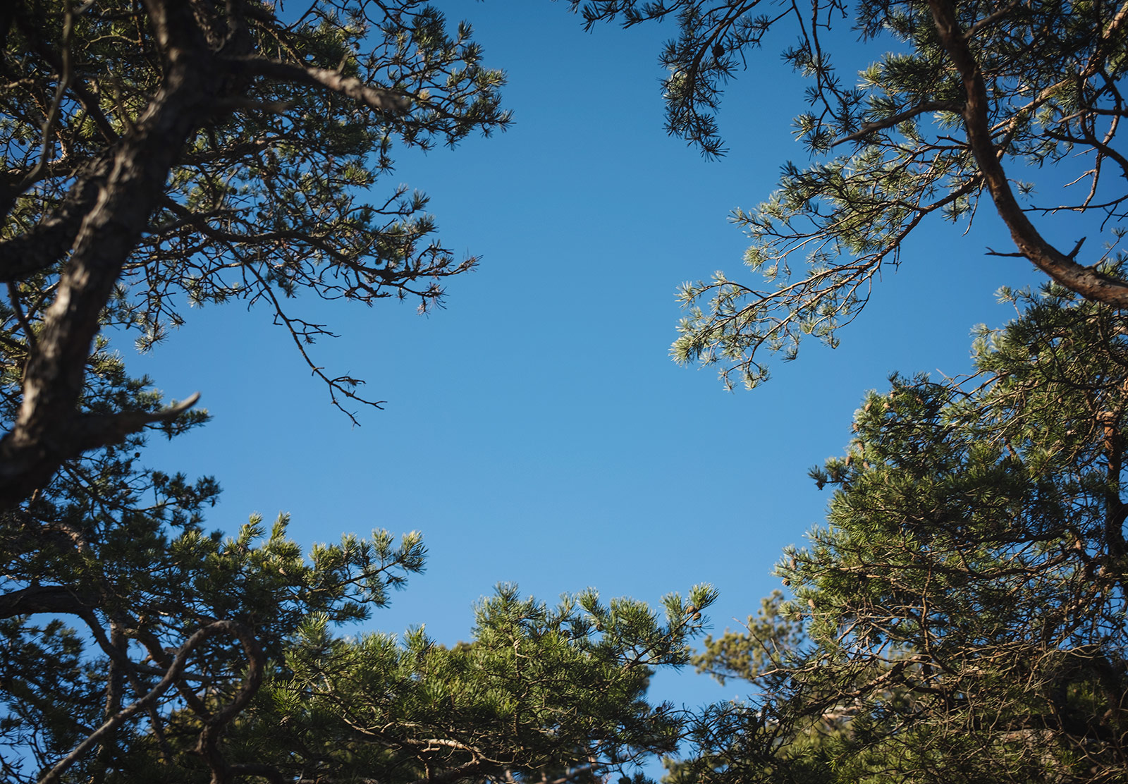 Spruce against clear sky