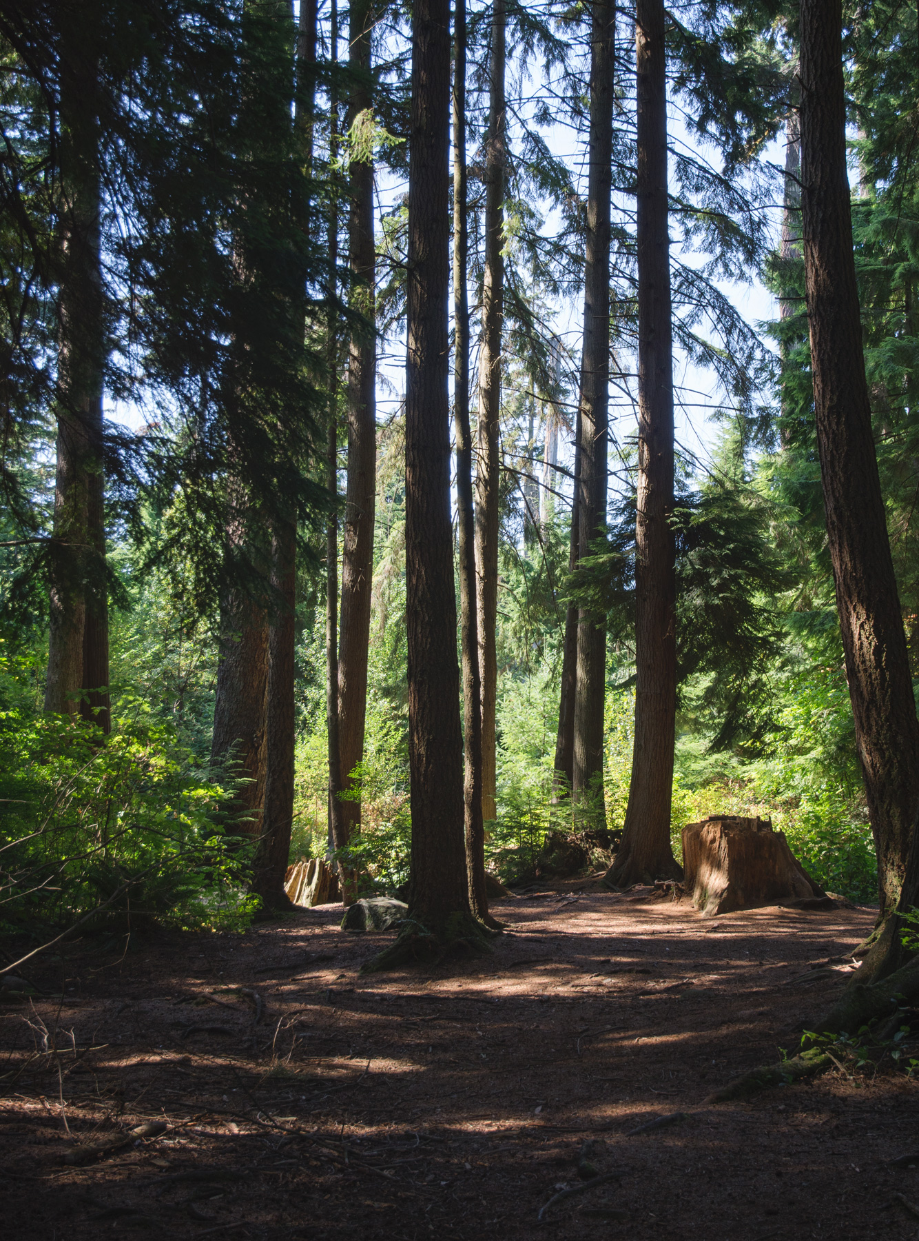 Sunlight in dark forest