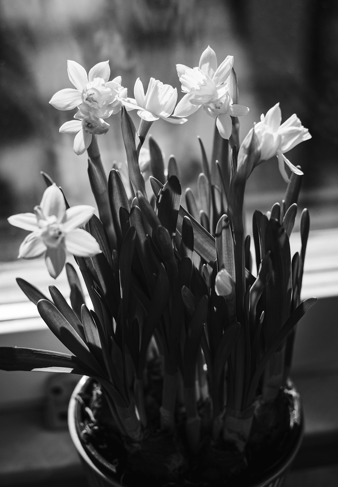 Sun on daffodils