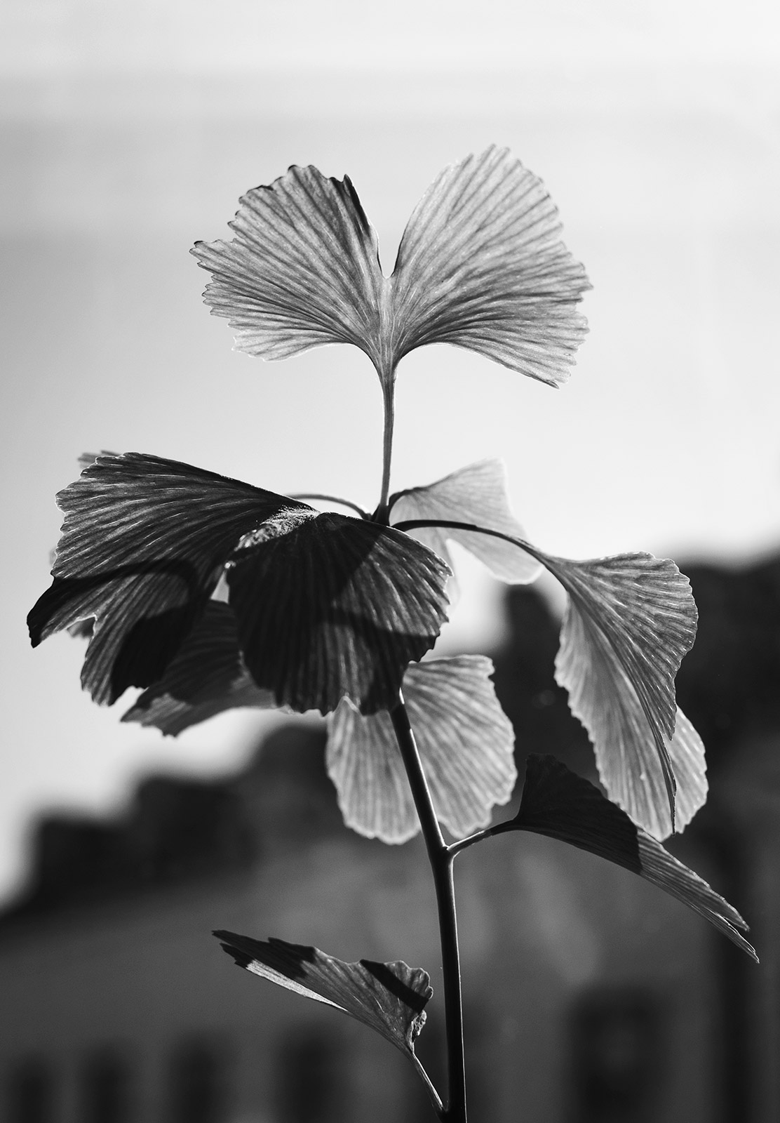 Ginkgo leaf