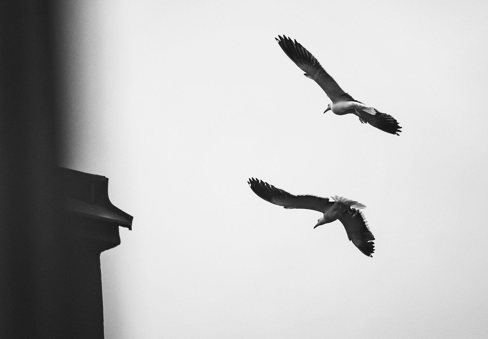Flying seagulls