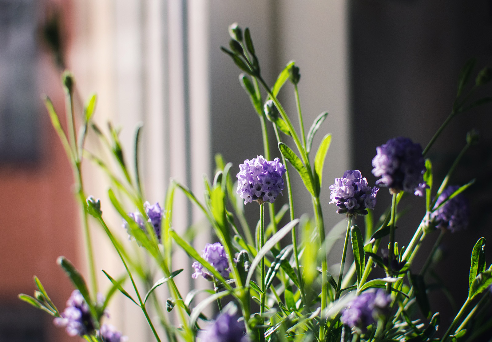 Lavender in the sun