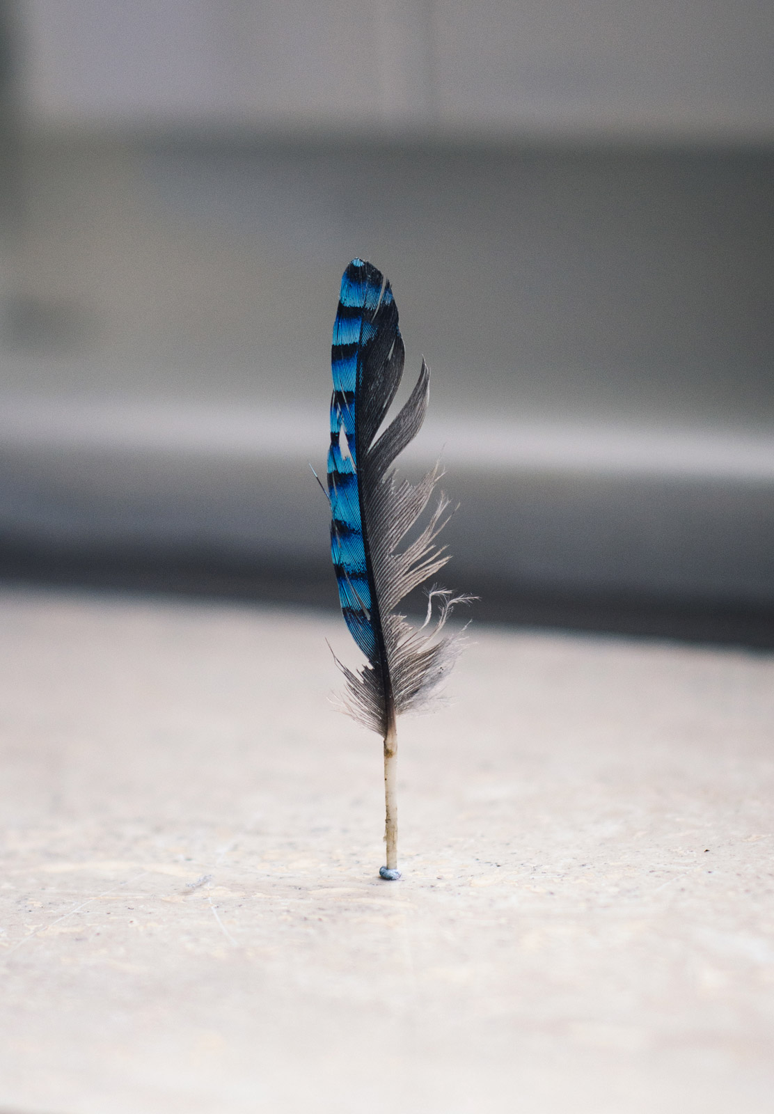 Blue feather