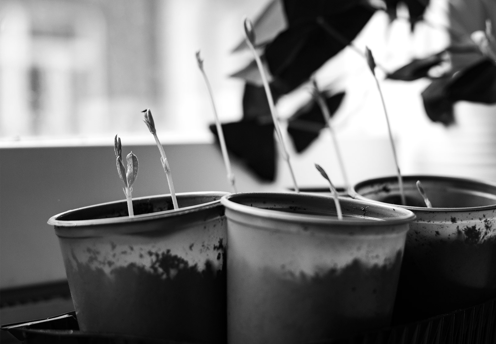 Seedlings on windowsill