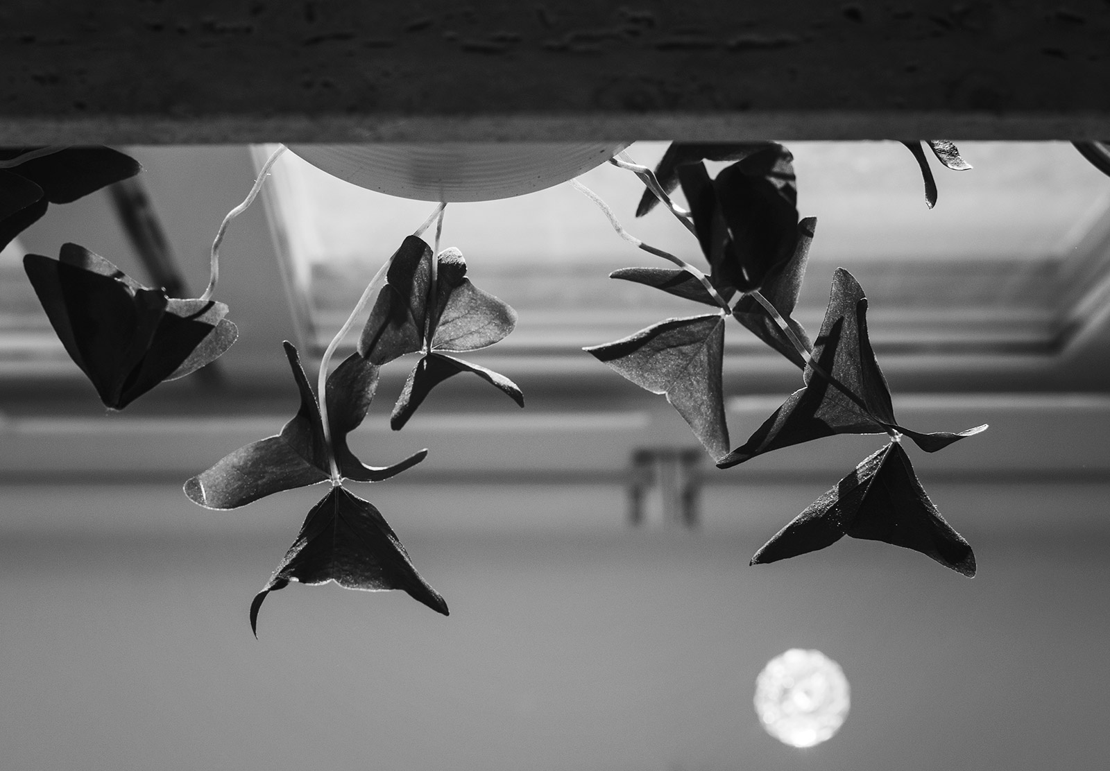 Light on leaves