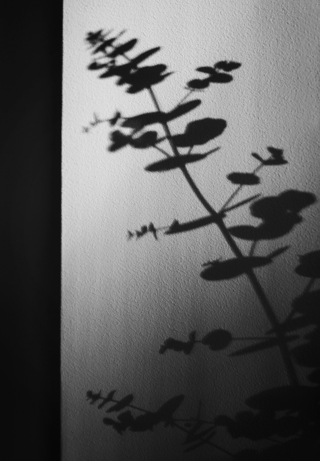 Silhouettes of leaves